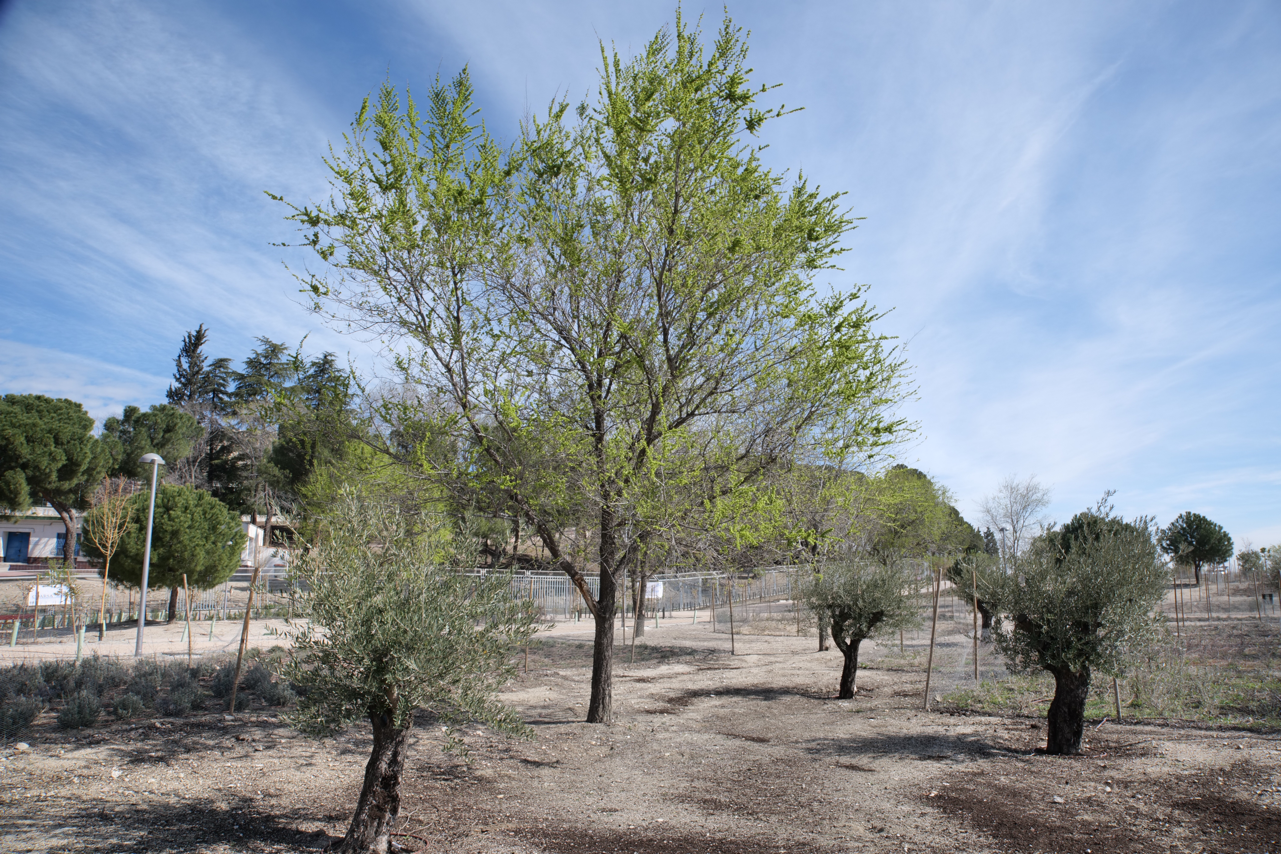 Imagen del Bosque Metropolitano